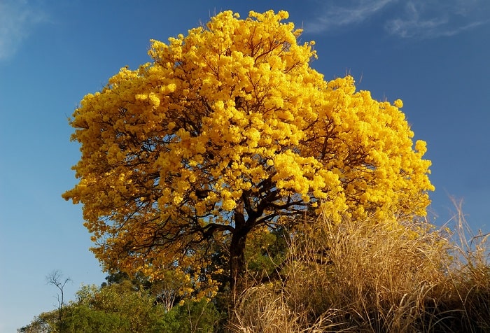 ORINOQUÍA