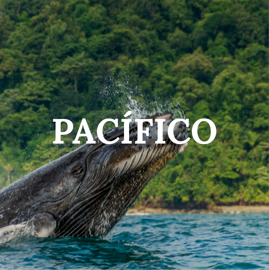 PACIFICA